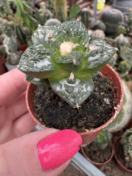 Ariocarpus furfuraceus v.rostratus