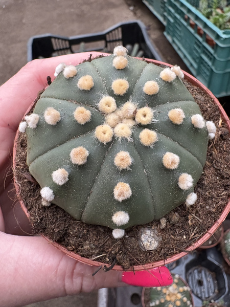 Astrophytum asterias 'Ooibo Nuda'