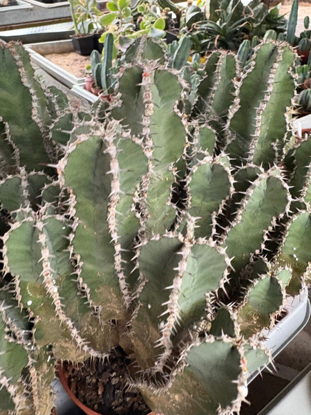 Euphorbia polyacantha