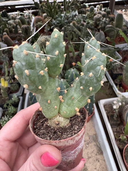 Cumulopuntia sphaerica