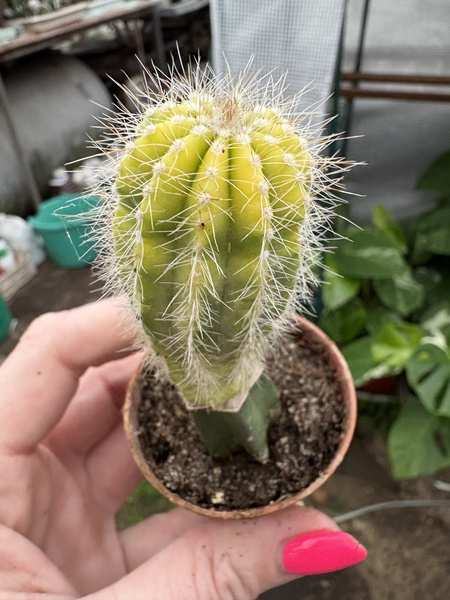 Eriocactus magnificus 'Variegata' NOTOCACTUS WSPANIAŁY
