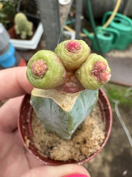 Mammillaria bocasana 'Fred'