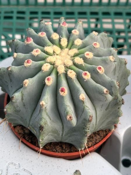 Ferocactus glaucescens 'Inermis' kaktus z niebieską beczką