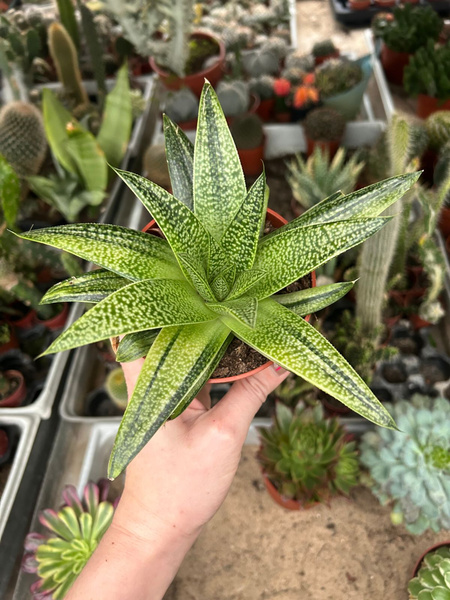 Aloe Gasteraloe 'Flow Variegata'