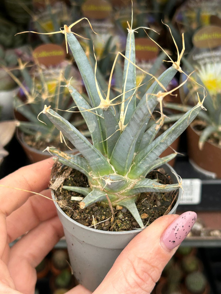 Leuchtenbergia principis