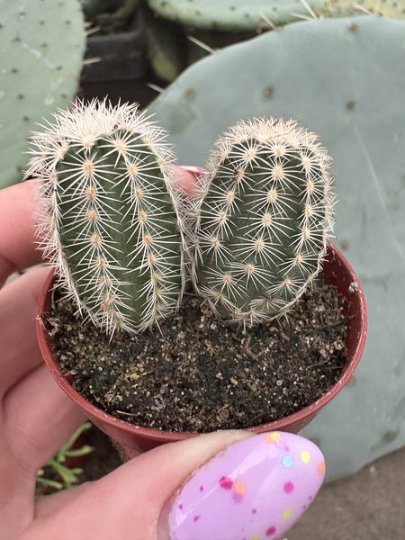 Echinocereus reichenbachii 'Albispinus' x2