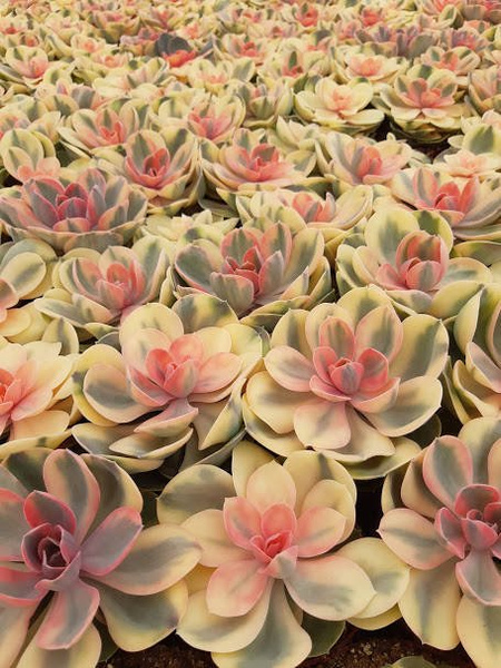 Echeveria cv. RAINBOW