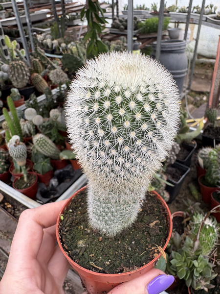 Mammillaria pilcayensis