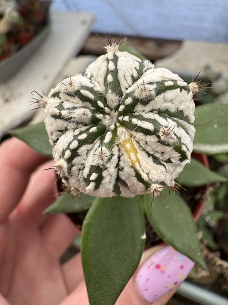 Astrophytum asterias 'Variegata' x A.coahuilense'