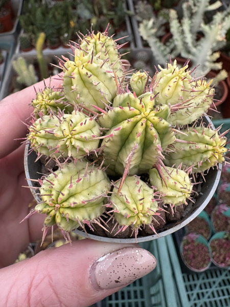 Euphorbia aggregata 'Variegata'