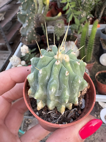 Ferocactus glaucescens 'Inermis'