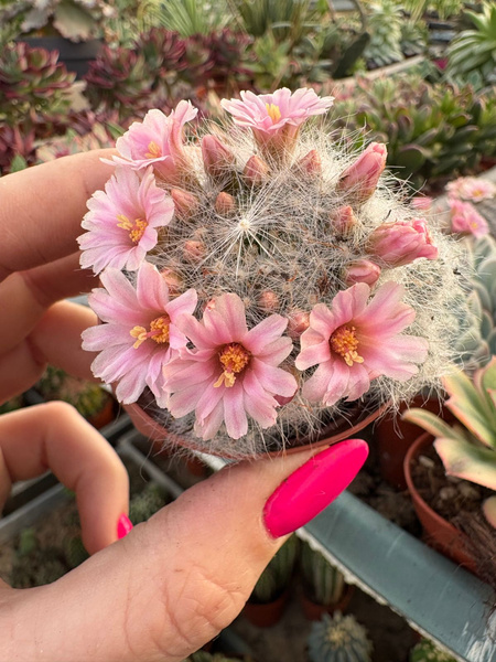 Mammillaria glassii 'Dulces Nobres'