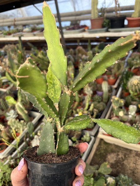 Hylocereus undatus