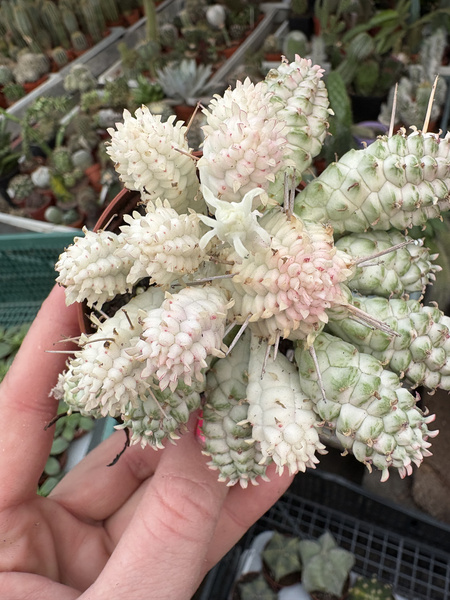 Euphorbia mammillaris 'Variegata Alba'