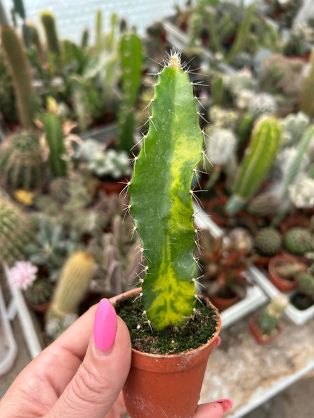 Hylocereus undatus 'Variegata'