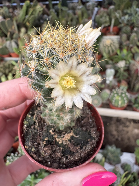 Mammillaria prolifera