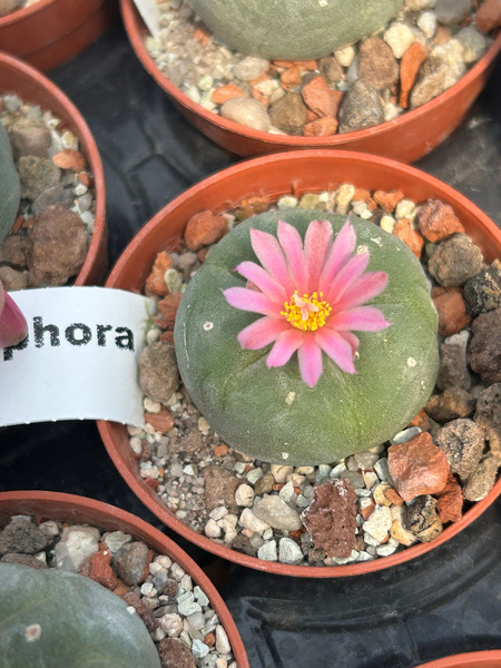 Lophophora fricii SRA DE PARRAS