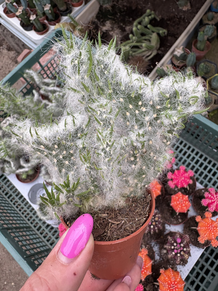 Austrocylindropuntia vestita 'Cristata'