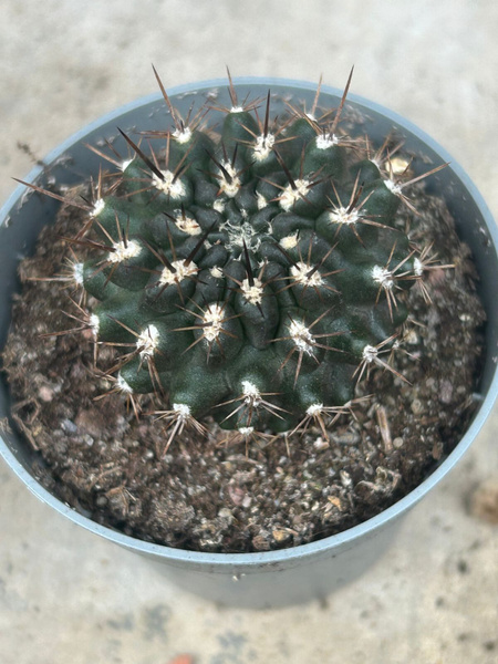 Neoporteria woutersiana