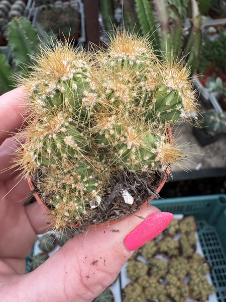 Cereus peruvianus 'Monstruosus' Pałczak peruwiański