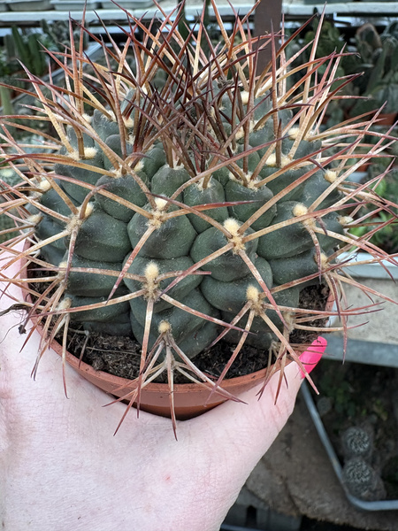 Gymnocalycium delaetii
