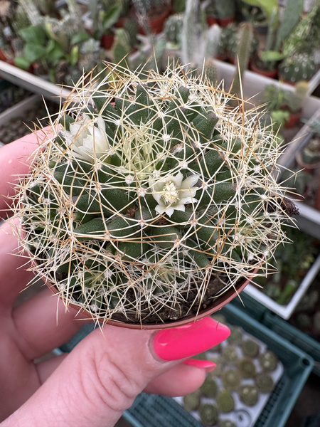Mammillaria camptotricha