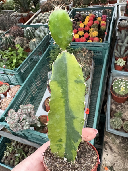 Hylocereus undatus 'Variegata'