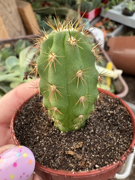 Trichocereus scopulicola