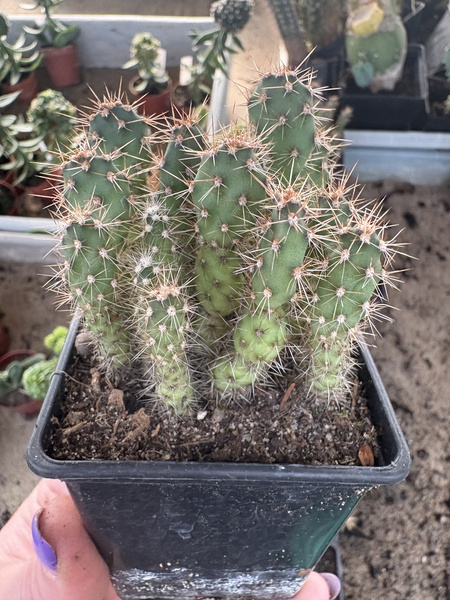 Opuntia fragilis GROUP OF SEEDLINGS FROST RESISTANT