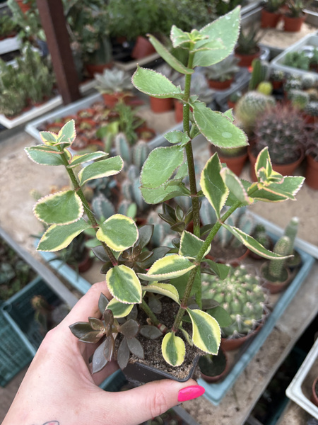 Crassula sarmentosa 'Comet Varegata'