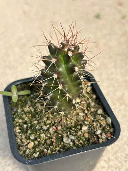 Echinocereus triglochidiatus