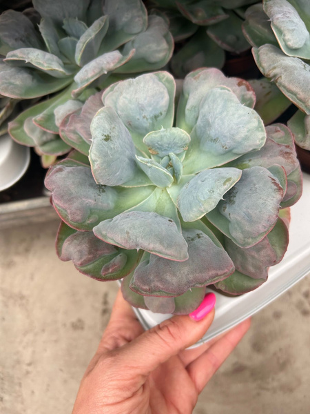 Echeveria ‘Blue Heart’