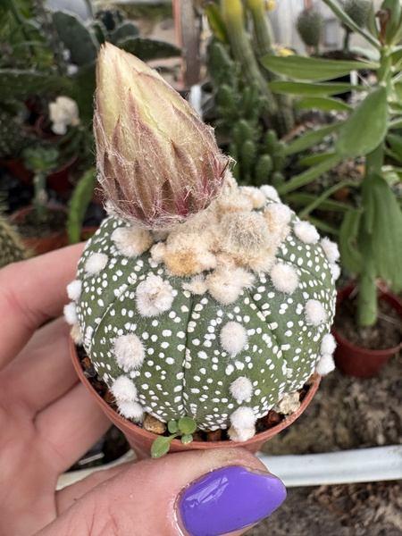 Astrophytum asterias 'Ooibo' kaktus piaskowy - kaktus jeżowca - kaktus gwiaździsty - pejotl gwiaździsty