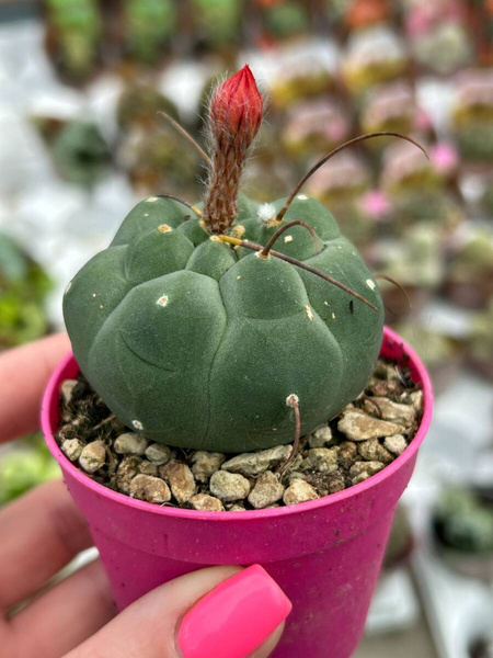 Matucana madisoniorum