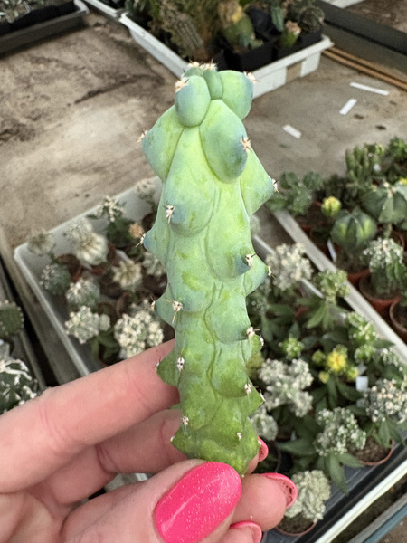 Myrtillocactus geometrizans 'Fukurokuryuzinboku'