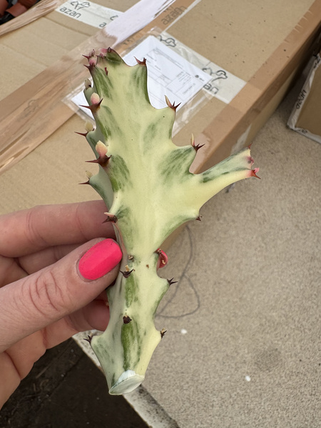Euphorbia lactea 'White Ghost'