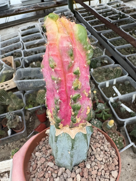 Hylocalycium CHIMERA - Hylocereus + Gymnocalycium