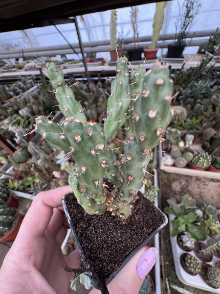 Cylindropuntia whipplei
