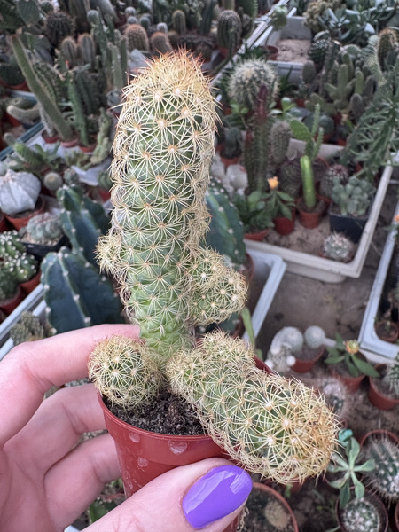 Mammillaria elongata 'Aurata'