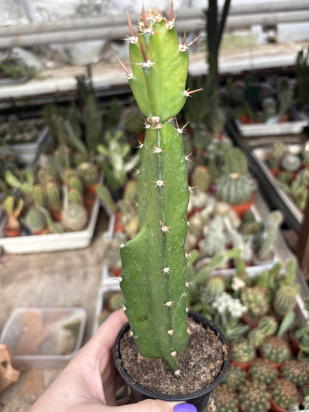 Acanthocereus tetragonus
