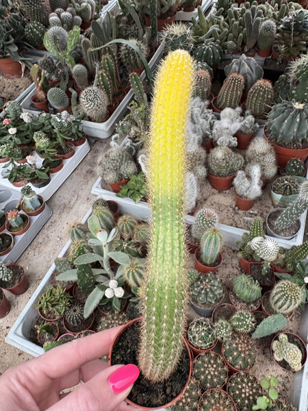 Akersia roseiflora 'Variegata'