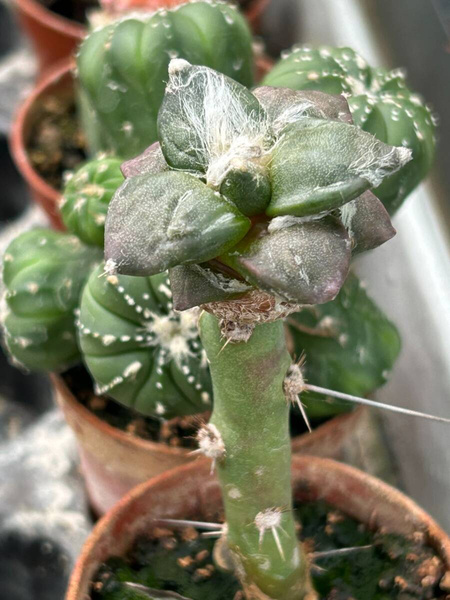 Ariocarpus furfuraceus
