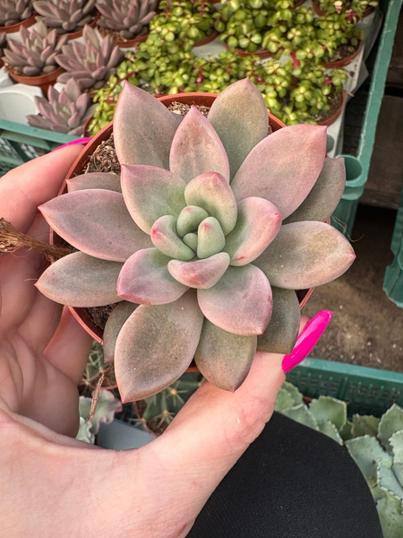 Pachyveria 'Rosy Crow'
