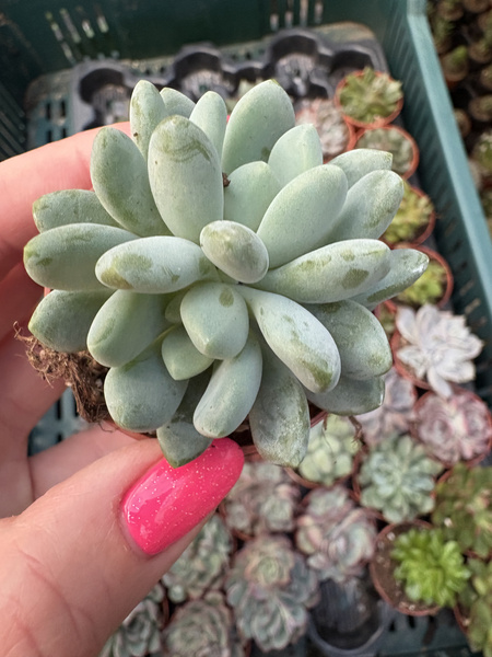 Pachyveria scheideckeri 'Dichotoma'