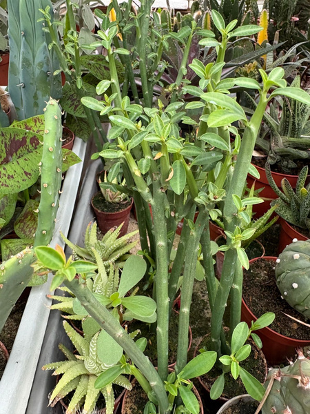 Euphorbia pteroneura