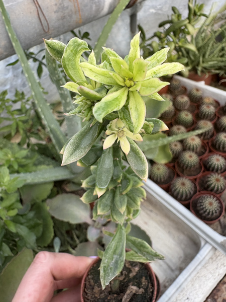 Pereskiopsis spathulata 'Variegata'