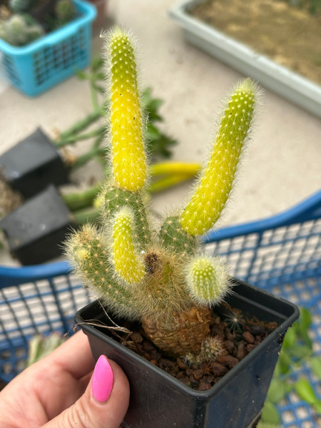 Arthrocereus rondonianus 'Variegata'