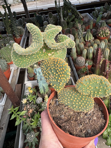 Opuntia microdasys v.aurantiaca 'Cristata'
