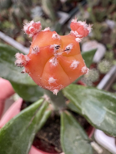 Astrophytum myriostigma 'Orange'