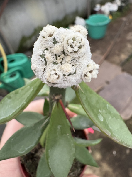 Astrophytum asterias 'Extreme Snow'